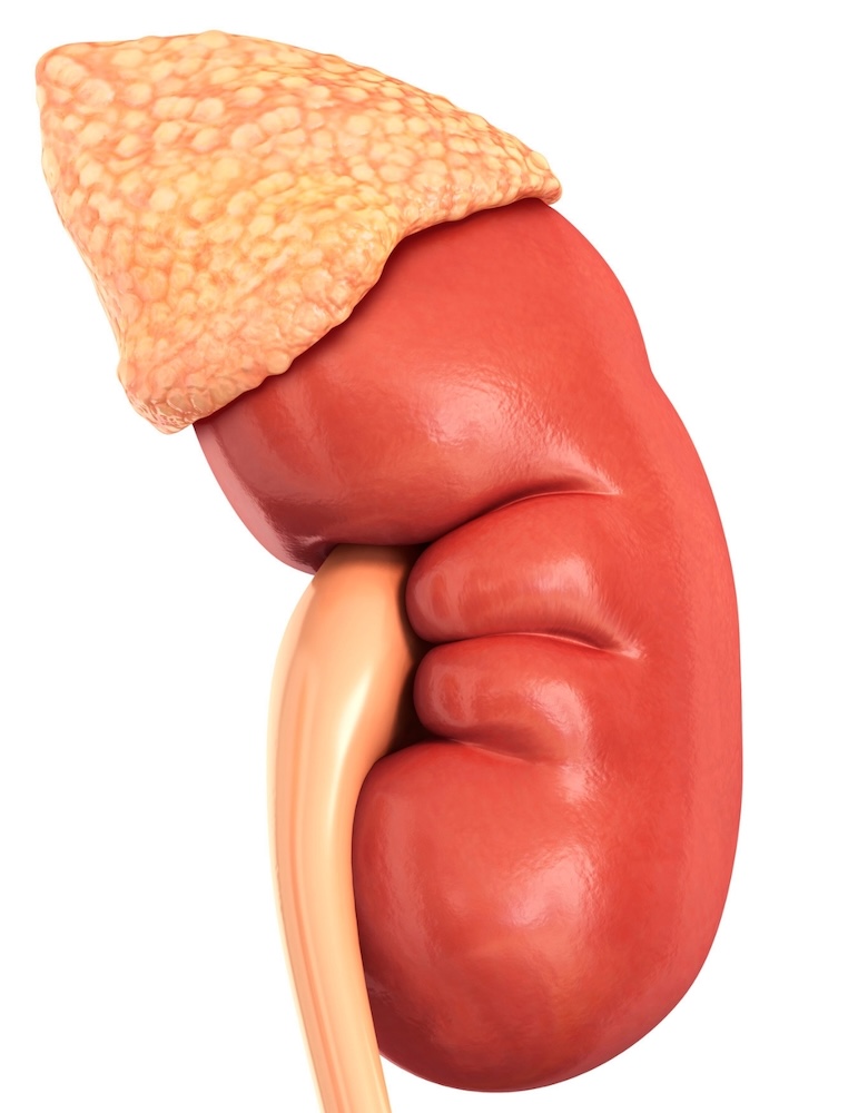 Tumores de Adrenal - Dr. Mauricio Murce - Urologia